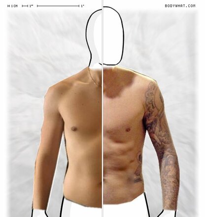 Torso Comparison