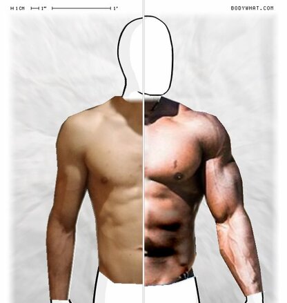 Torso Comparison