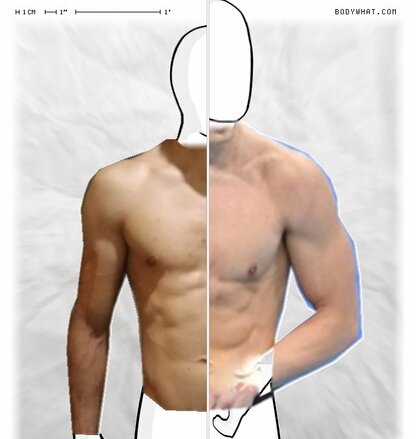 Torso Comparison