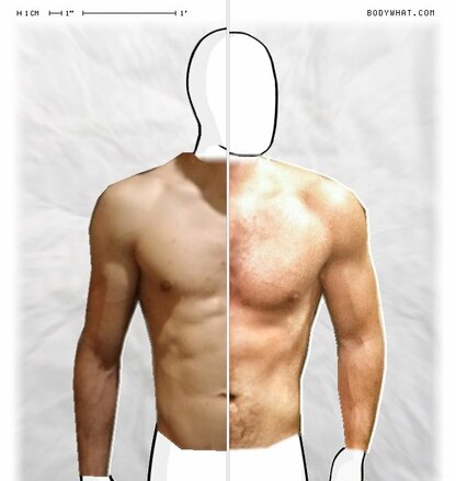 Torso Comparison