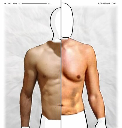 Torso Comparison