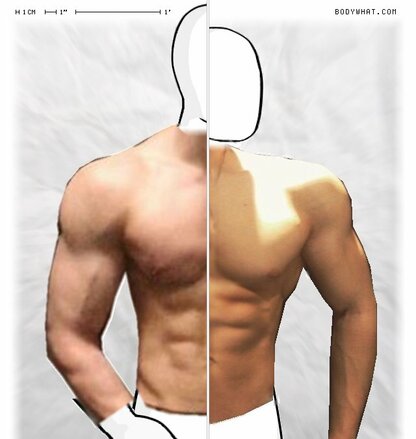 Torso Comparison