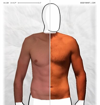 Torso Comparison