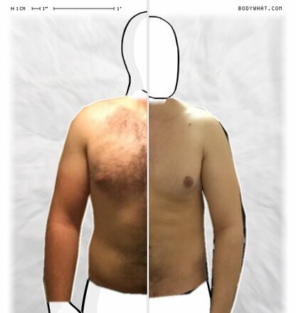 Torso Comparison