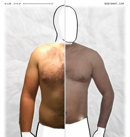 Torso Comparison