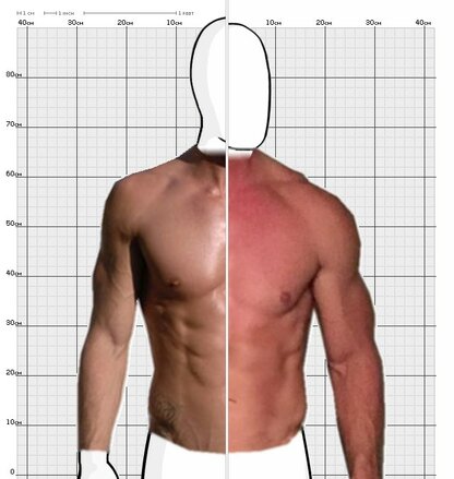 Torso Comparison