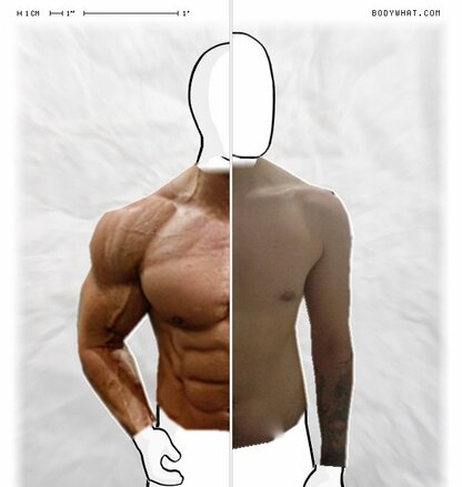 Torso Comparison