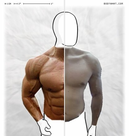 Torso Comparison