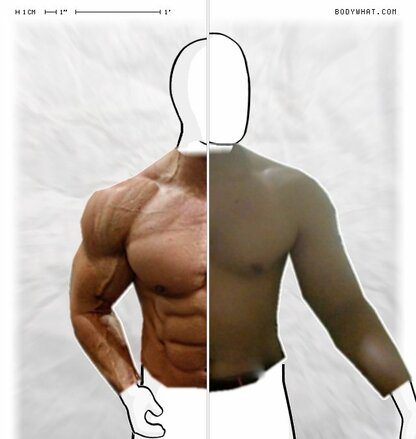 Torso Comparison