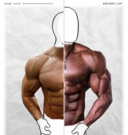 Torso Comparison