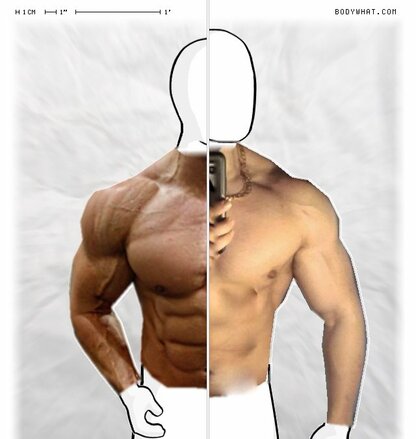 Torso Comparison