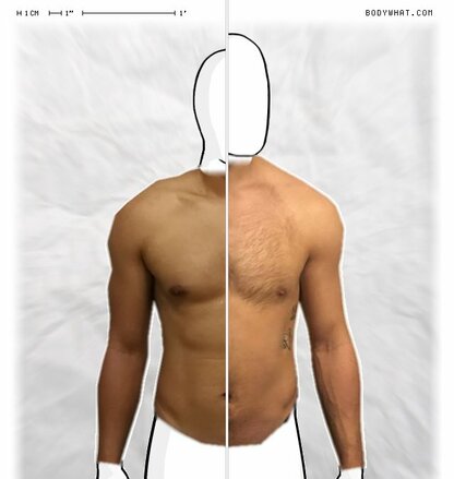 Torso Comparison