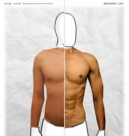 Torso Comparison