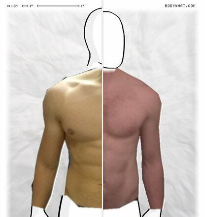 Torso Comparison