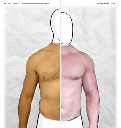 Torso Comparison