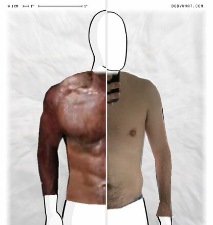 Torso Comparison