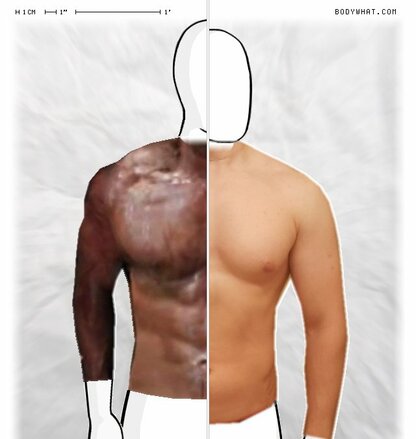 Torso Comparison