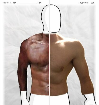 Torso Comparison