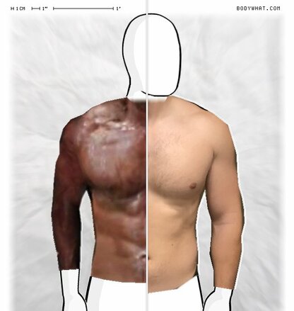 Torso Comparison