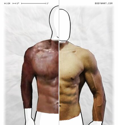 Torso Comparison