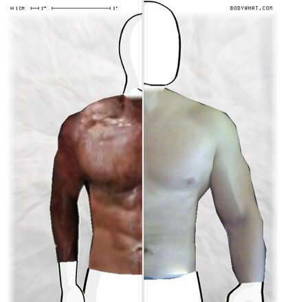 Torso Comparison