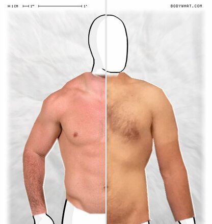 Torso Comparison