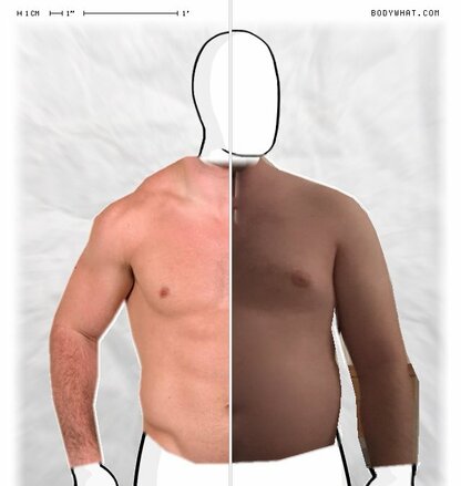 Torso Comparison