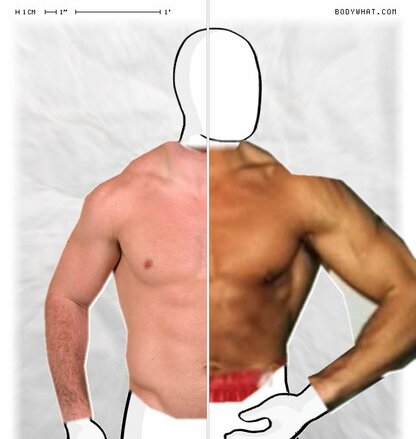 Torso Comparison