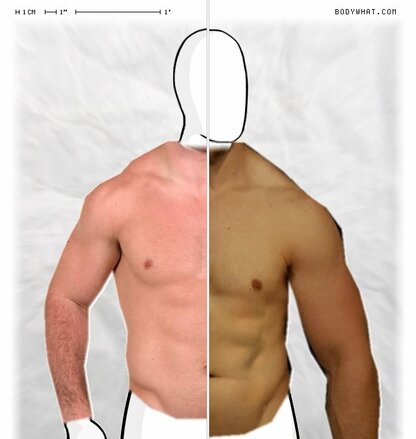 Torso Comparison