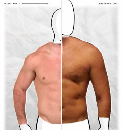 Torso Comparison