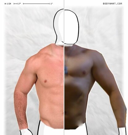 Torso Comparison