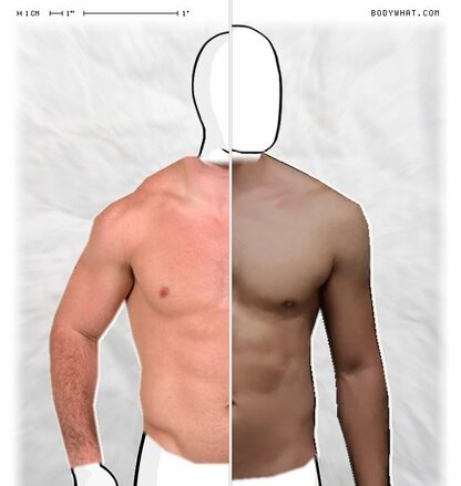 Torso Comparison