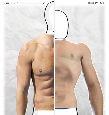 Torso Comparison