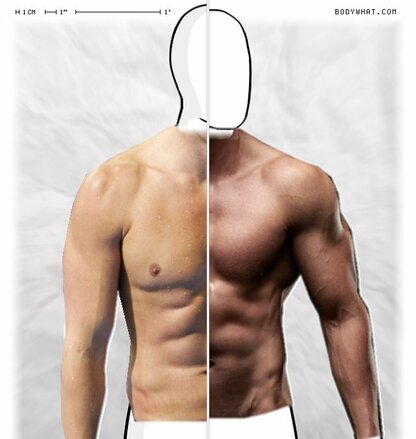 Torso Comparison