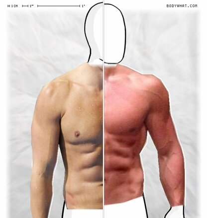 Torso Comparison