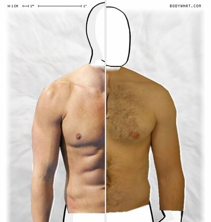 Torso Comparison