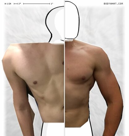 Torso Comparison