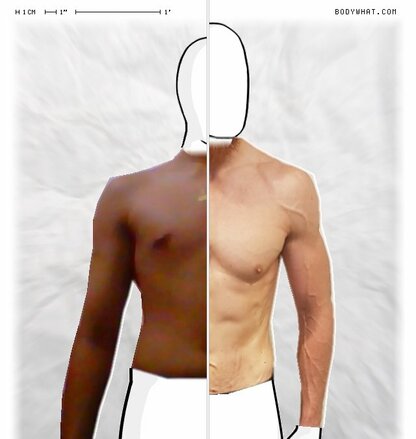 Torso Comparison