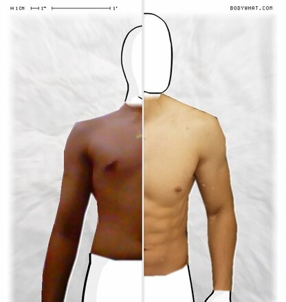 Torso Comparison