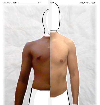 Torso Comparison