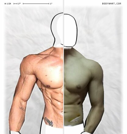 Torso Comparison