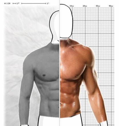 Torso Comparison