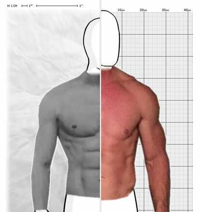 Torso Comparison
