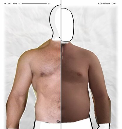 Torso Comparison