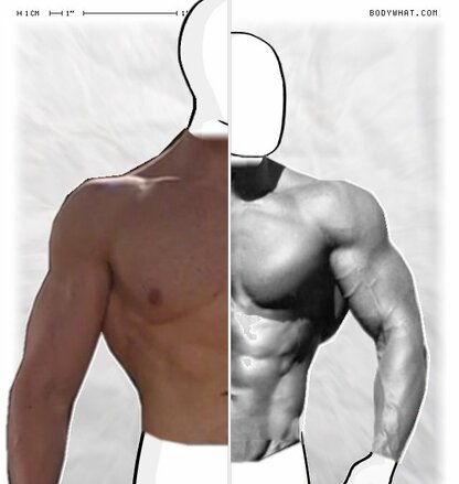 Torso Comparison