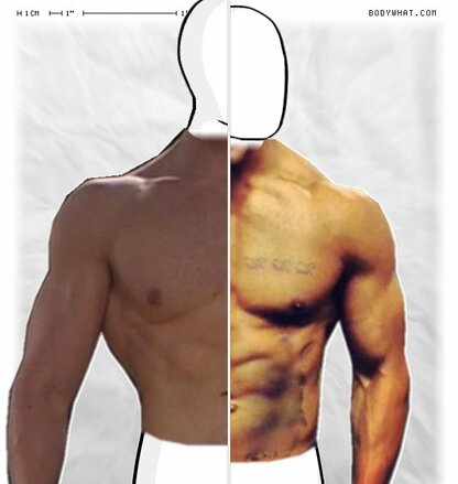 Torso Comparison