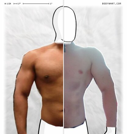 Torso Comparison