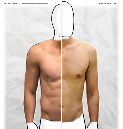 Torso Comparison