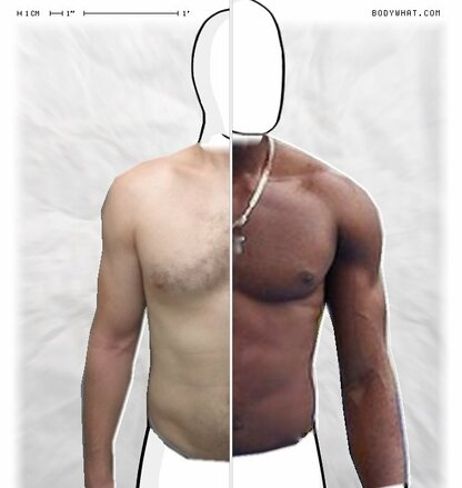 Torso Comparison