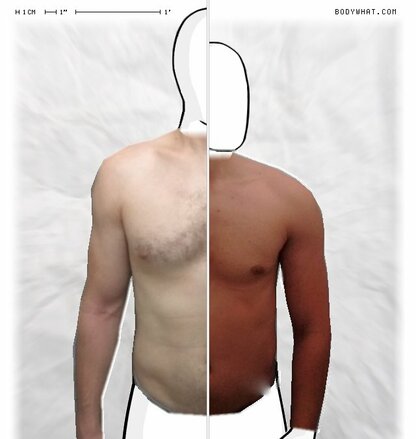 Torso Comparison